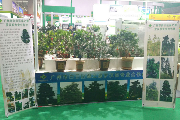 我社领办的燊之源罗汉松合作社参展广州农产品博览会 我社领办的燊之源罗汉松合作社参展广州农产品博览会